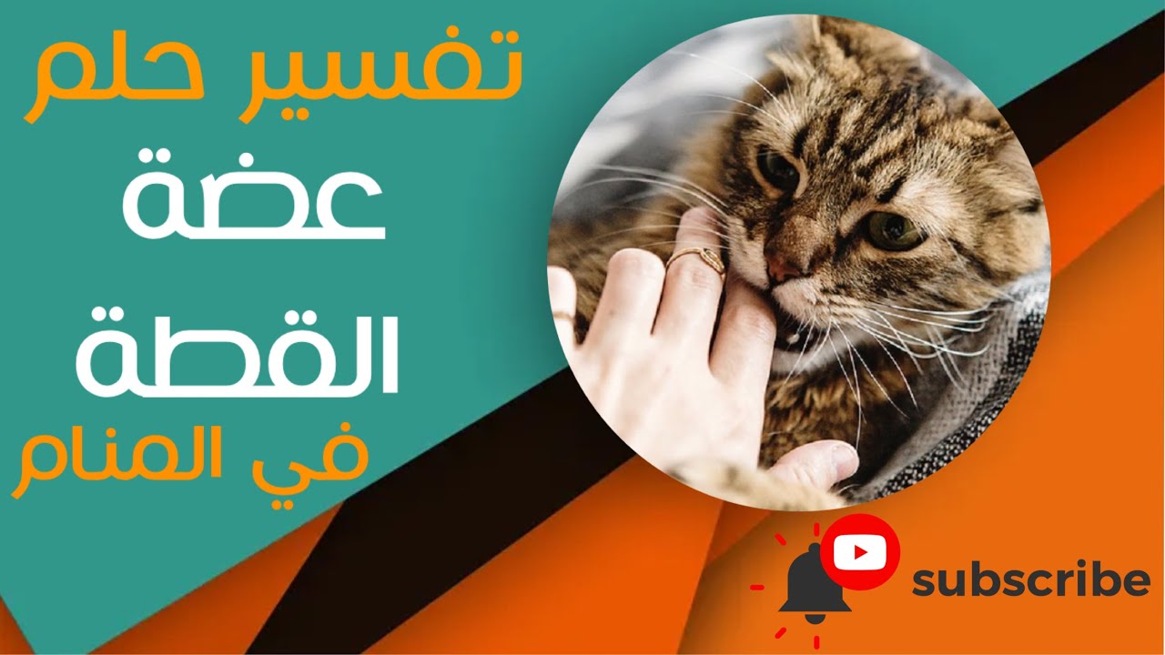 تفسير حلم عضة القطة - ما معنى رؤية عضة القطة في المنام؟