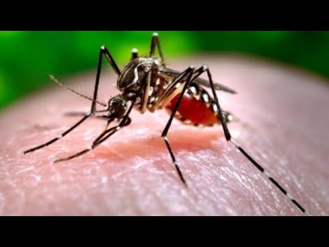 საინტერესო ფაქტები კოღოებზე | ტოპ არხი