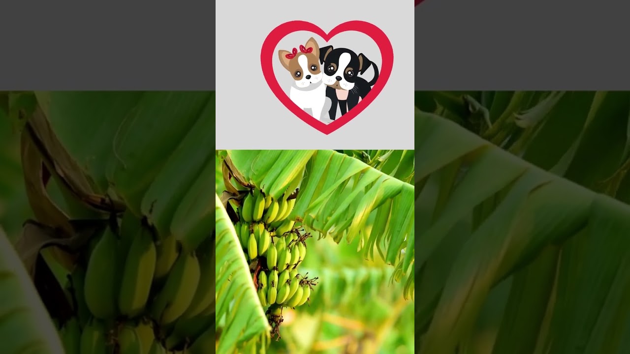 Can I feed my dog Bananasshorts YouTube