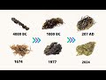 Volution de la marijuana  4000 avant jc  2024 histoire chronologique des mauvaises herbes