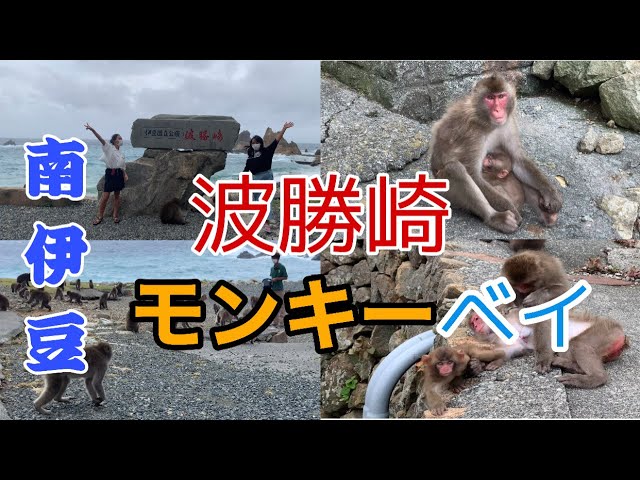 南伊豆にニホンザル300匹、波勝崎モンキーベイ/HAGACHIZAKI MONKEY