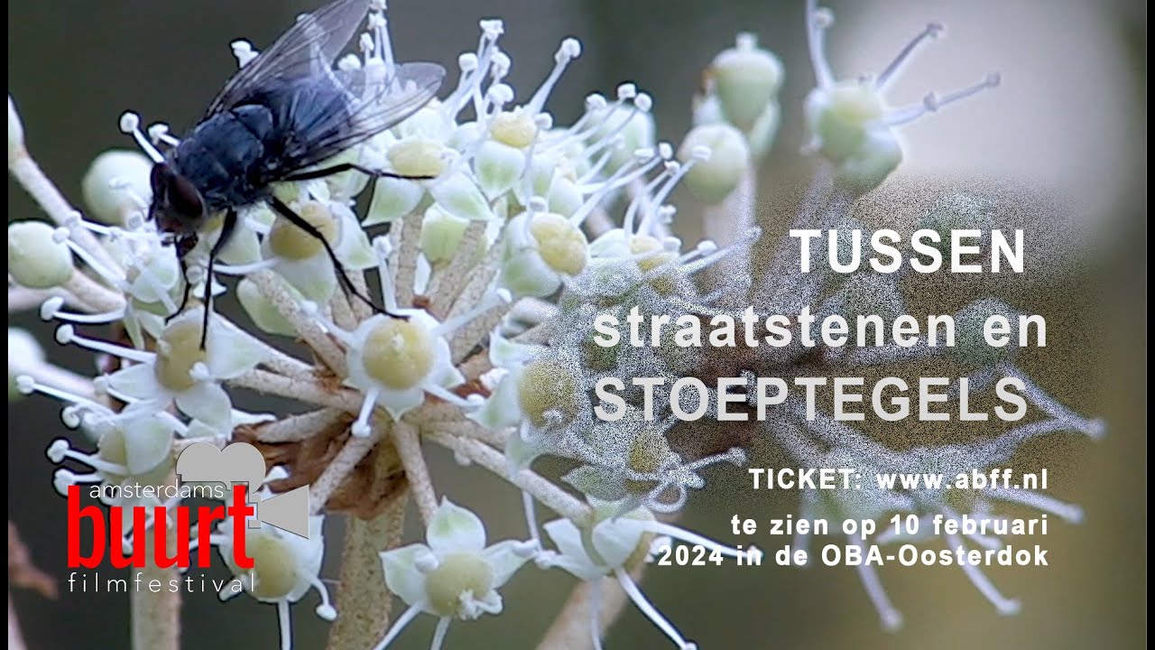 ABFF-Festival 2024-TRAILER Tussen straatstenen en stoeptegels