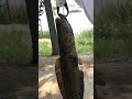 Best Hok Traditional Fishing Video 639