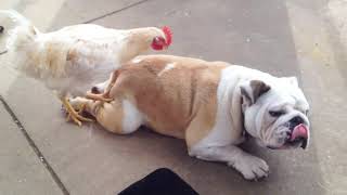 Human and Pet Friends Loving Moments | Funny Awesome Pets