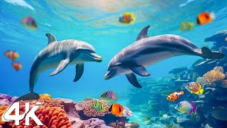 Ocean 4K  Sea Animals for Relaxation, Beautiful Coral Reef Fish in Aquarium, 4K Video Ultra HD