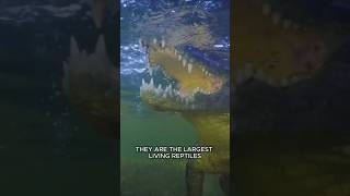 Sarcosuchus Walked So Crocodiles Could Run #Cretaceous #Crocodile #Dinosaur #Shorts