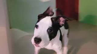 Big Dog Puppy, Big Toy Bucket