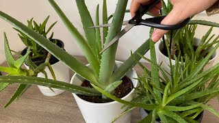 Aloe Veranın Bol Yavru Vermesi İçin Ve Hızlı Büyümesi İçin Buna Dikkat!Aloe Vera sırları