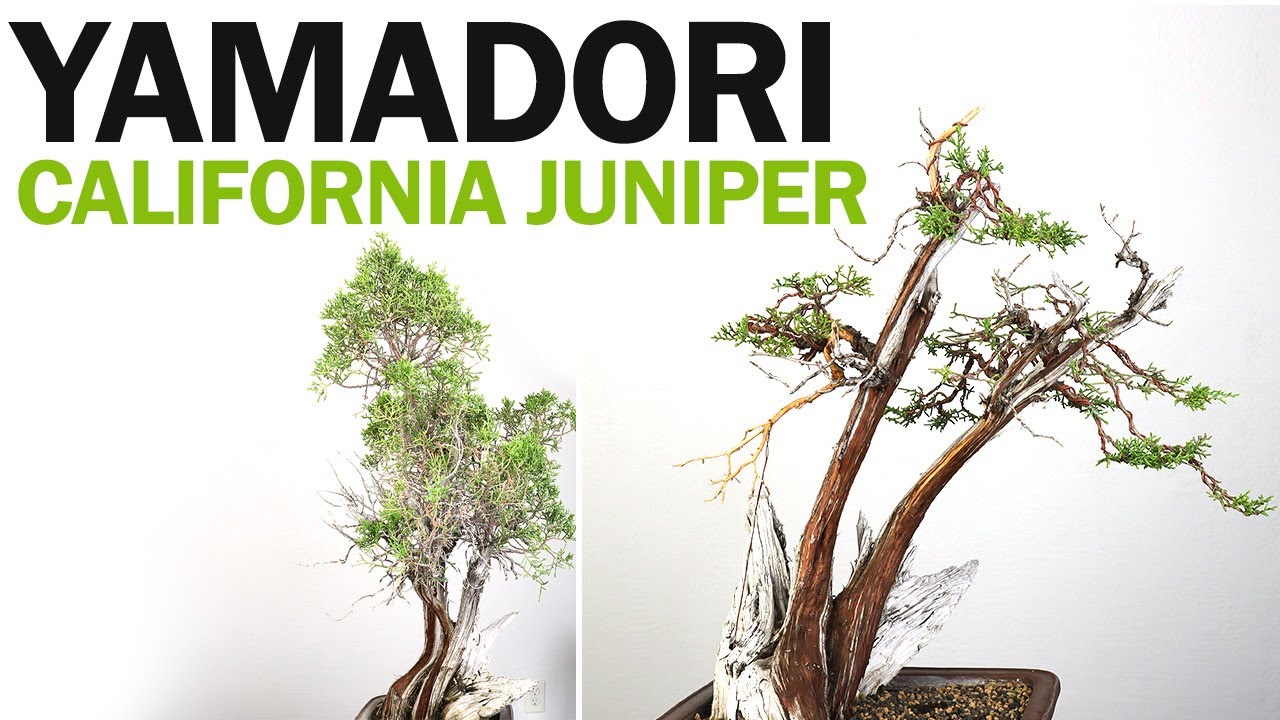 Yamadori California Juniper Bonsai Live Vein and Styling YouTube