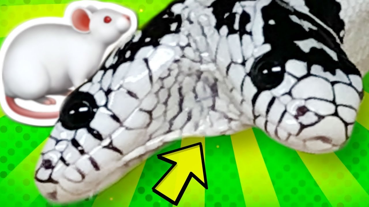 vlogs in spanish TWO HEADED SNAKE EAT YET?? ERIC is in BIG TROUBLE!!! | BRIAN BARCZYK