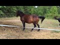 MRM Black Magic - Pasture Breeding - Courting a Mare - Morgan horse