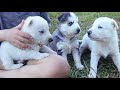 Gerberian shepsky puppies week 24