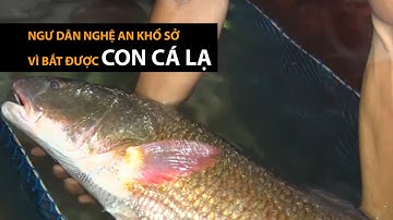 Cá sủ vàng có giá hàng tỉ đồng ở Nghệ An