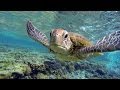 Swim with a hungry sea turtle at lady elliot island great barrier reef australia