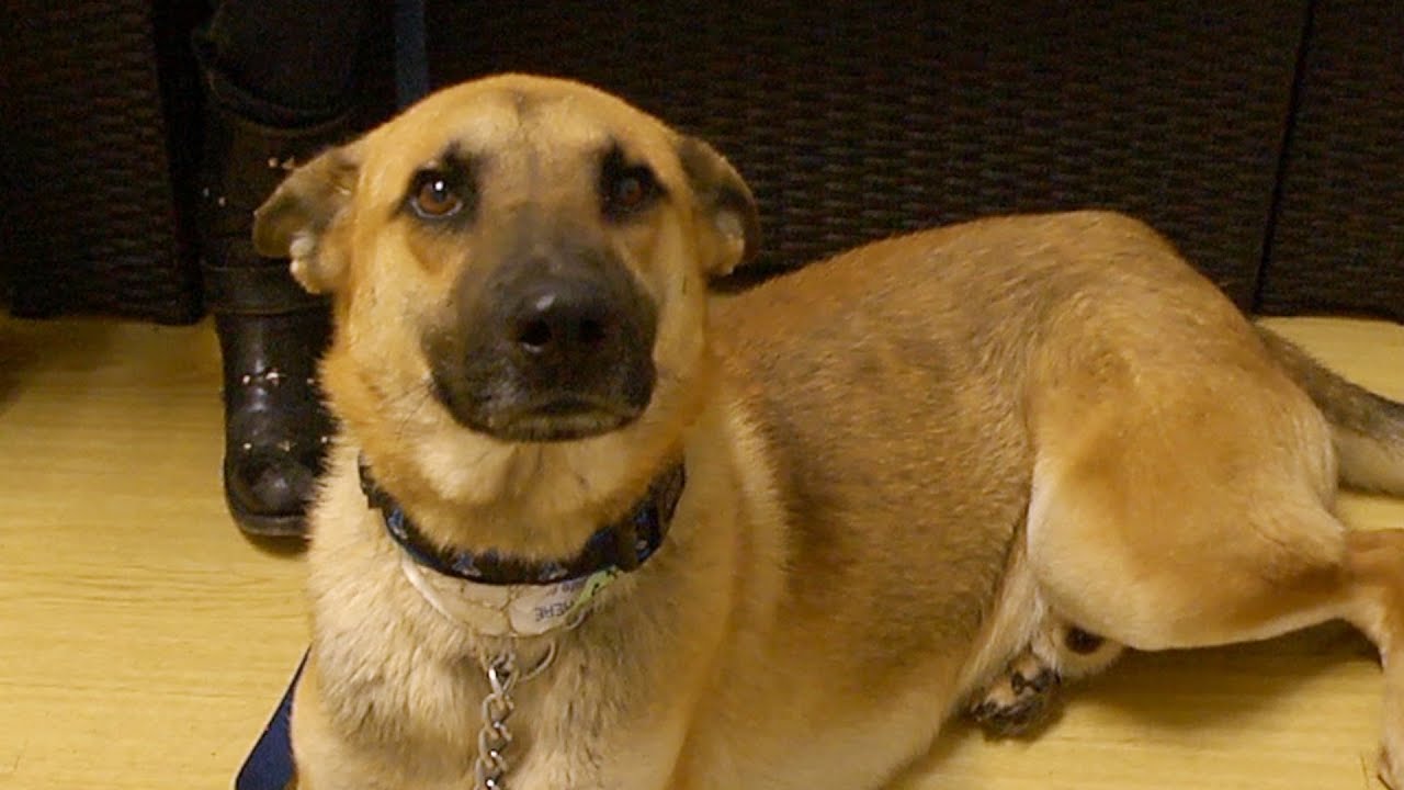 Casper - German Shepherd available for adoption. - YouTube
