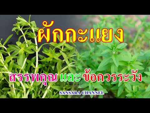 แยง 2022 New ผักกะแยง (ผักแขยง) : สรรพคุณและข้อควรระวัง