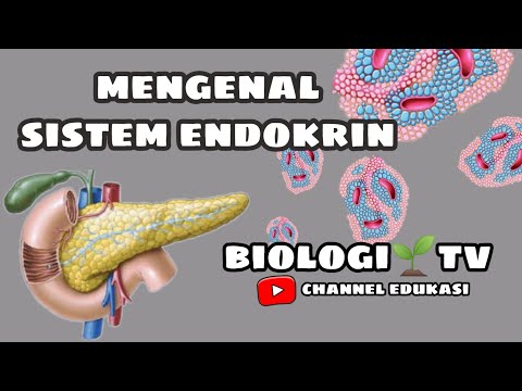 Video: Apakah definisi ringkas sistem endokrin?