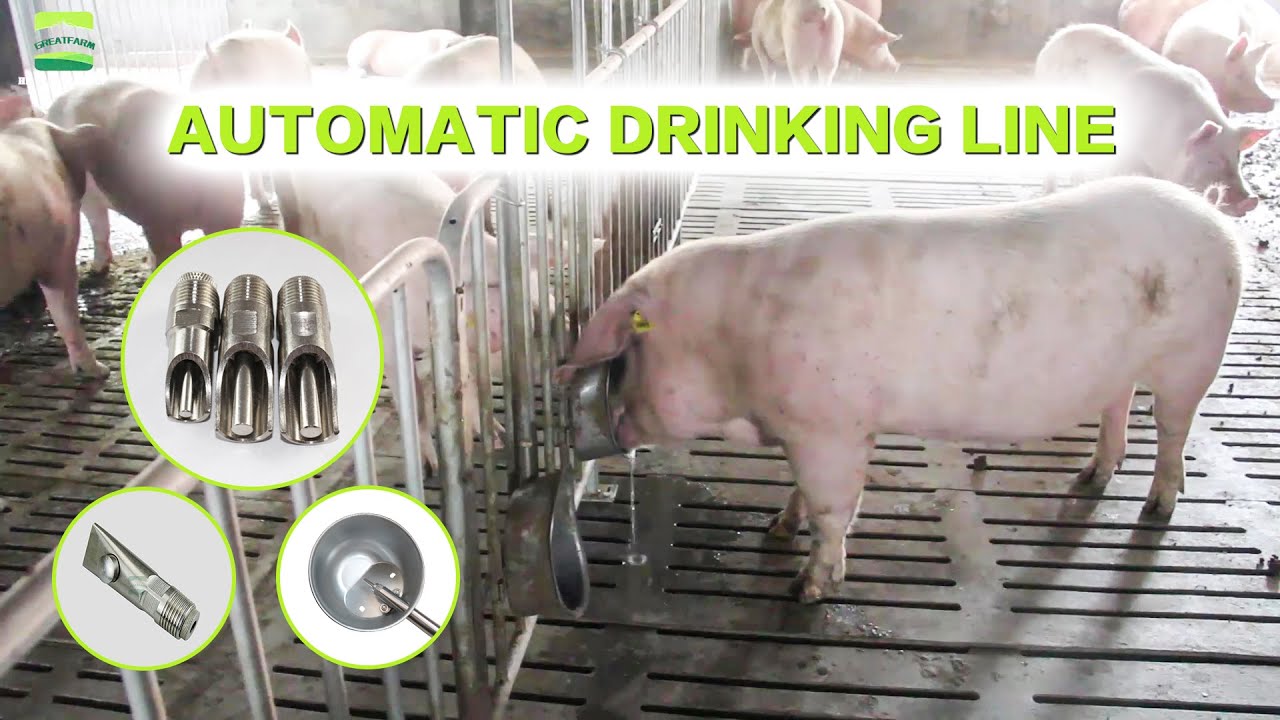 Pig nipple waterer How to design automatic drinking lines in pig