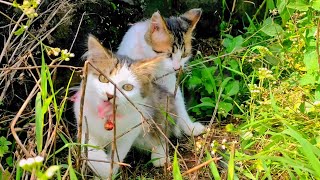 CAT CUTE  PLAY WITH CAT BILLI KARTI MEOW MEOW kittens cats funniest  Animal Funny VS 004