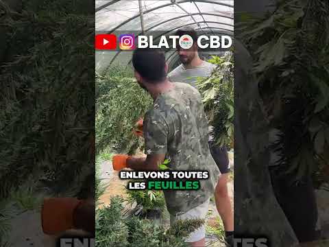 Video: Je, katani ina trichome?