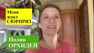 видео: ОРХИДЕИ на ЗАПРЕТНЫХ ПОЛКАХ! Хвастаюсь НЕЖДАННЫМ цветением! картинка: ОРХИДЕИ на ЗАПРЕТНЫХ ПОЛКАХ! Хвастаюсь НЕЖДАННЫМ цветением!