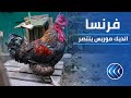 القضاء الفرنسي يمنح الديك موريس حق الصياح 