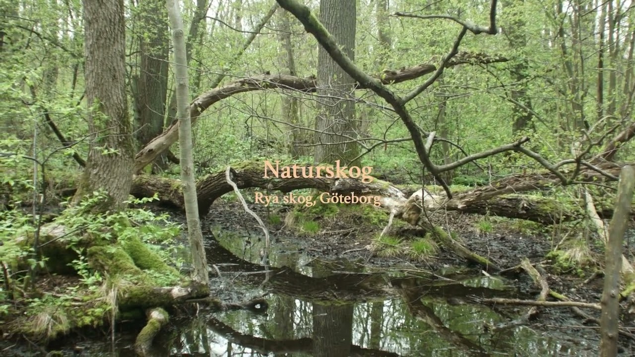 Det raderade konceptet (om naturnära skogsbruk). Med svensk subtext.