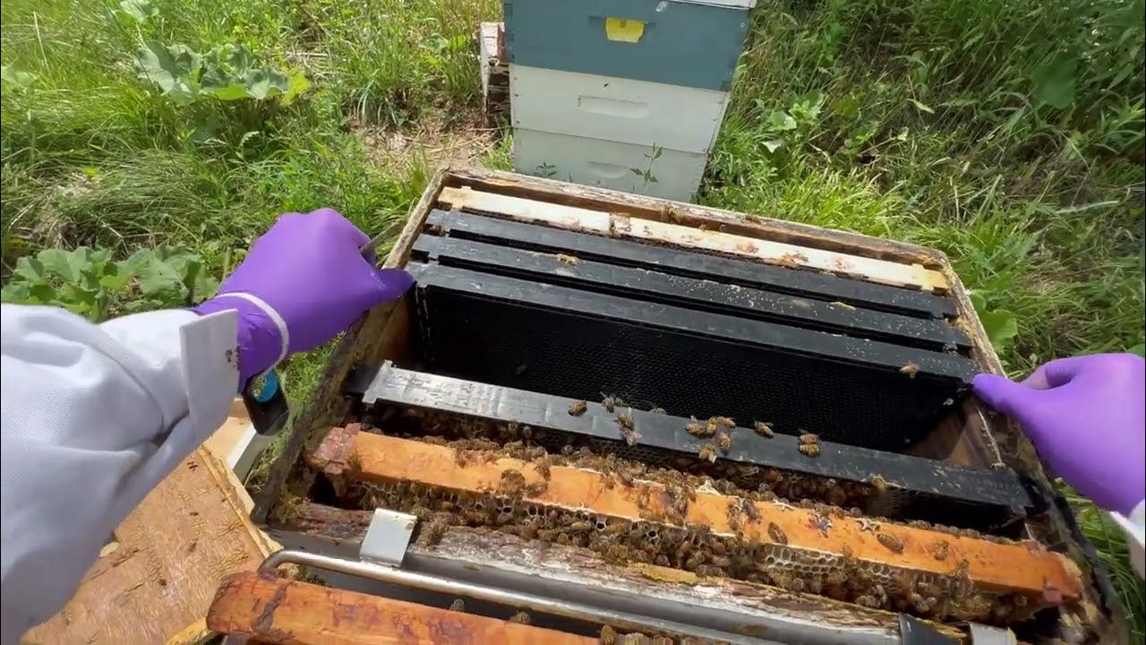 Are these bees trying to replace the queen? Supersedure cell found