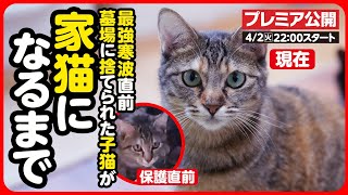 【感動】墓場に捨てられた子猫...寂しさを乗り越え 新たな幸せを掴むまで【まとめ】