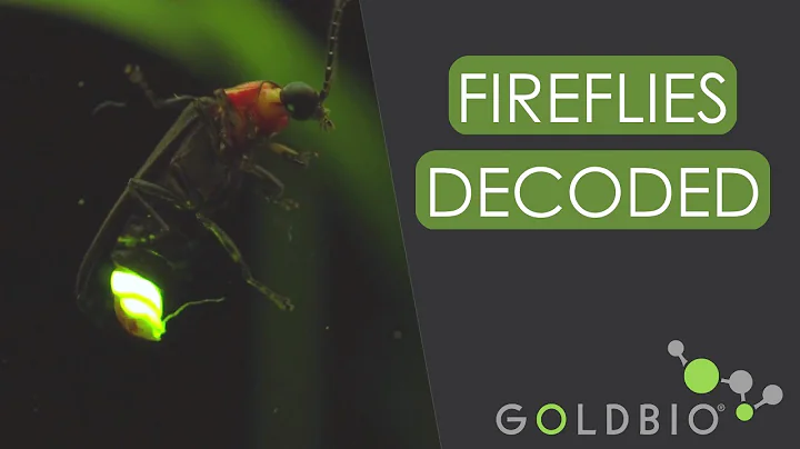 What do Firefly Flashes Mean?