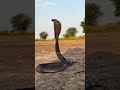 "Mesmerizing Beauty of a Fearsome Cobra in the Wild"