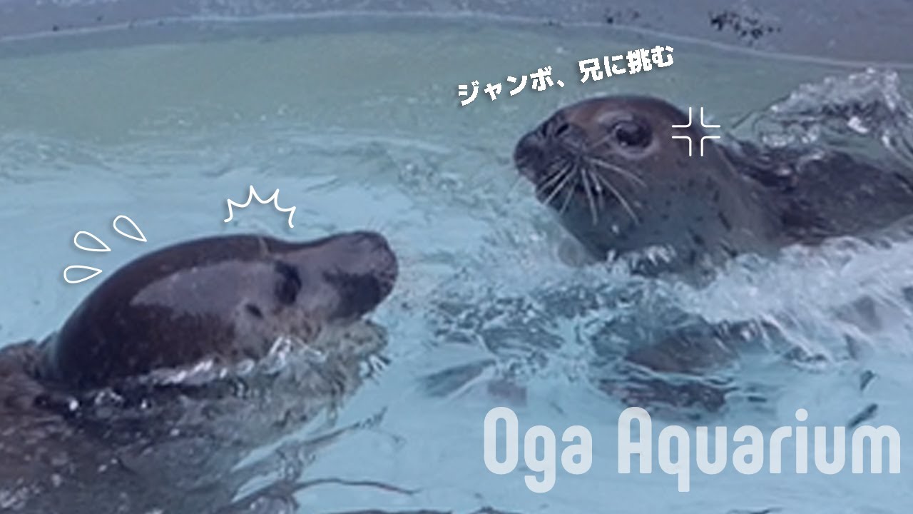 Farewell, Jumbo — The Last Spring with His Brother Turbo | GAO