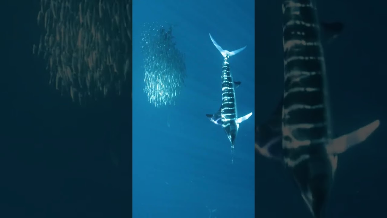 Khawvel sangha awmzinga tleng chak ber Sailfish.