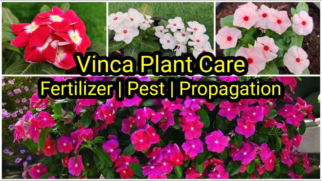 Vinca Plant Care & Flowering Tips Fertilizer & Pest വിൻകാ ചെടി നന്നായിട്ട് പൂവിടാൻ YouTube