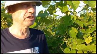 Цветение и опыление винограда в различных условиях