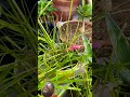 Beautiful Light Pink Colours Rain LilyFlowers#motivation#homegarding#ytshotstrending