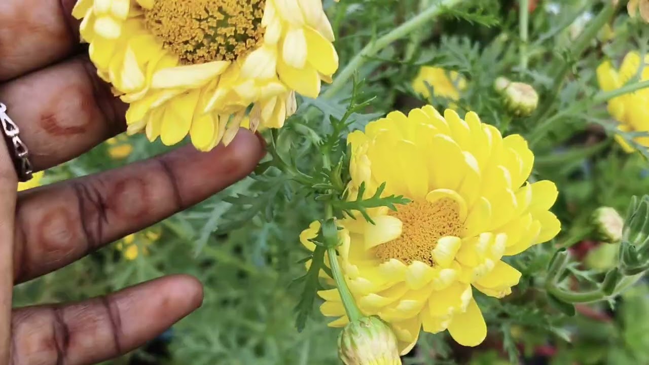 Saravani garden 🏡