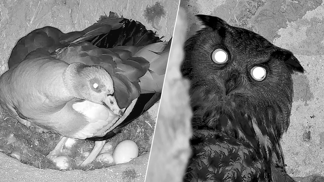 08.–09.03.2026: Gefährlich nah