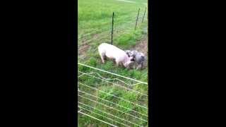 plowing with pigs. Pigs in the garden.