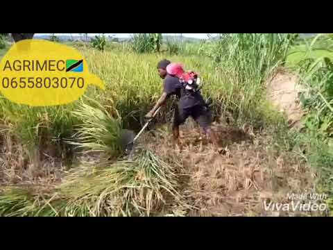 Video: Kupanda Maharage ya Nguzo - Jinsi ya Kupanda Maharage ya Nguzo