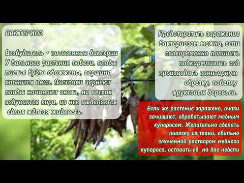 Болезни плодовых деревьев