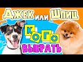 ДЖЕК РАССЕЛ терьер или ШПИЦ: КОГО ВЫБРАТЬ/ СХОДСТВА и РАЗЛИЧИЯ двух популярных маленьких пород собак