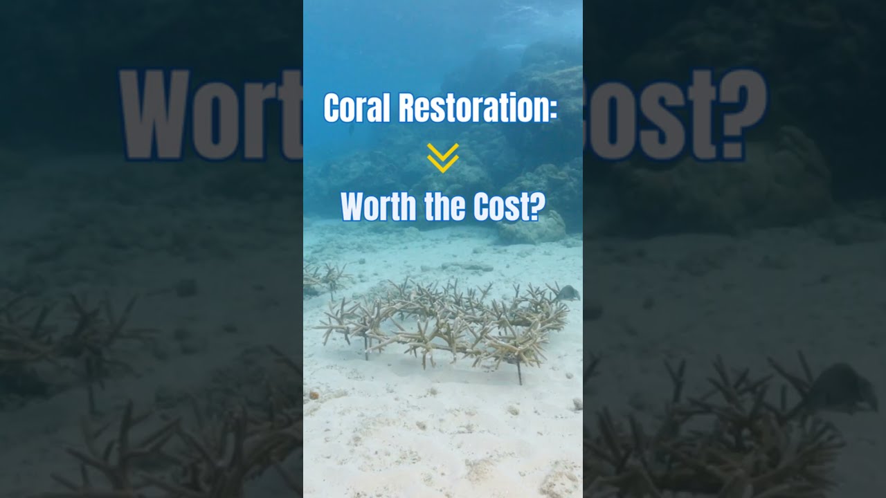 Is coral restoration worth the cost if restored corals may not survive?  🎧 Listen to the full episo
