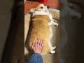 #short #tranding #viral #short