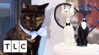 A Cat Cake, For a Cat Wedding! | Cake Boss, Season 9 A Cat Cake, For a Cat Wedding! | Cake Boss, Season 9