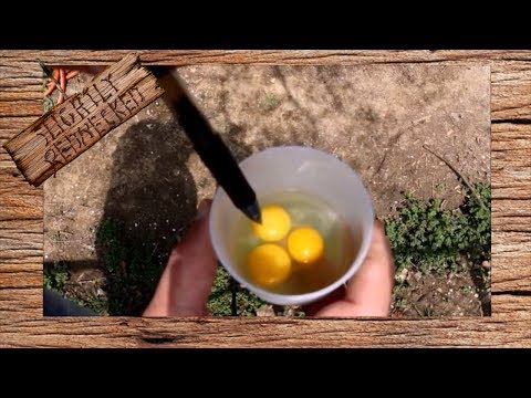 वीडियो: क्या बटेर के अंडे निषेचित होते हैं?