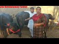 युवा महिला डेरी किसान- 2 लाख कमाती है हर महिने.
Young-Woman Dairy Farmer- Improving Murrah BREED.