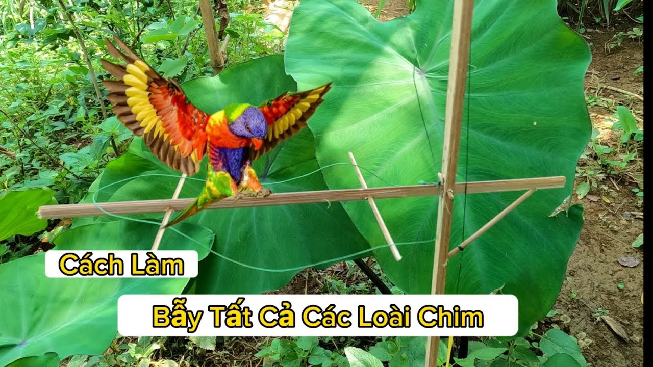 Cách Làm Bẫy Chim Đơn Giản Nhất Thế Giới / Bird Trap /Du Cửa Khâu Tv