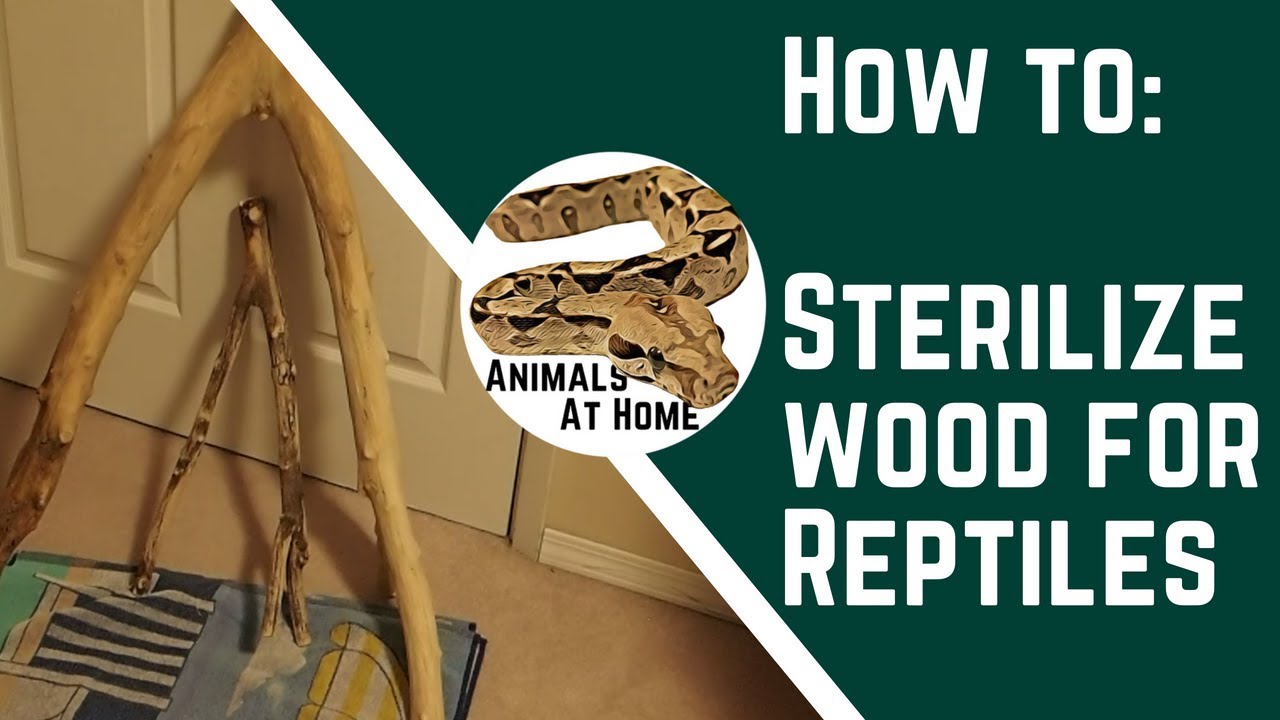 wood for reptile enclosures