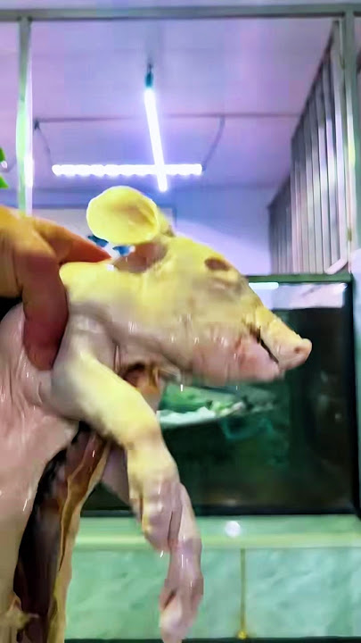 cleaning an arapaima aquarium #shortvideo #shorts